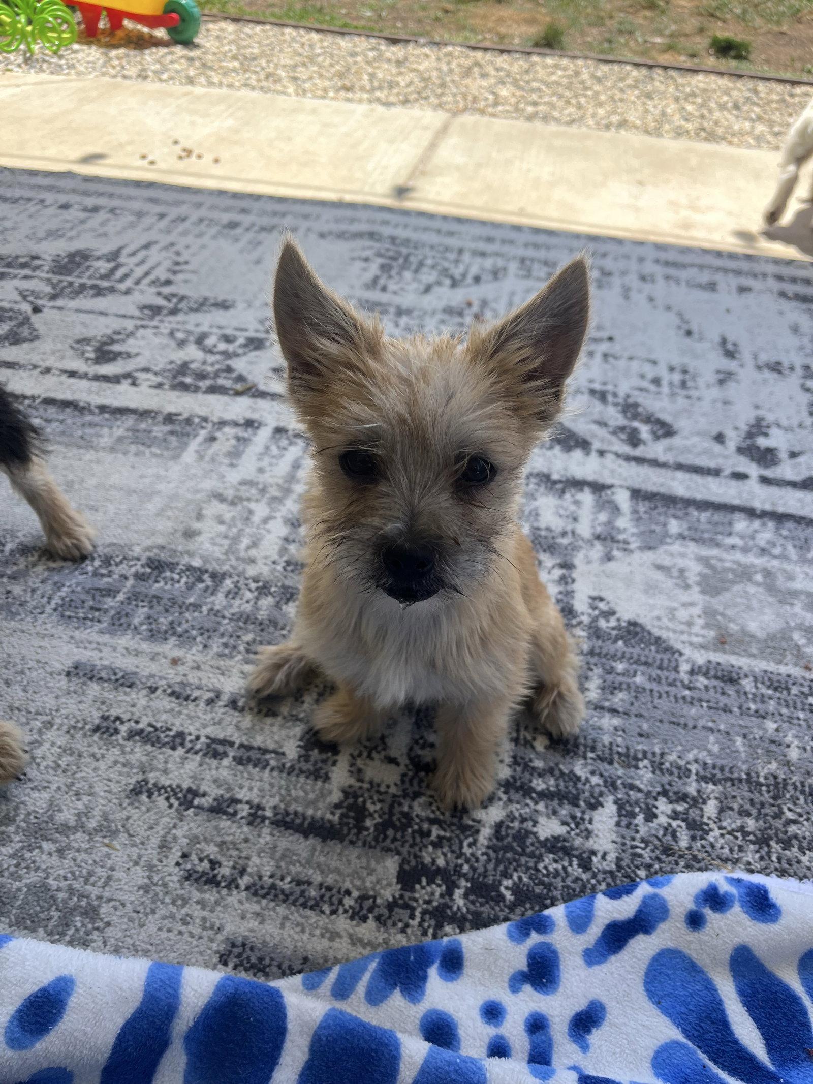 Regina, Adopted, Young Female Terrier.