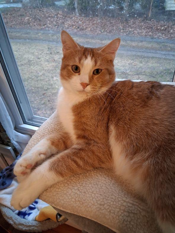 Prince Humperdinck aka Monkey, Adoptable, Young Male Domestic Short Hair.