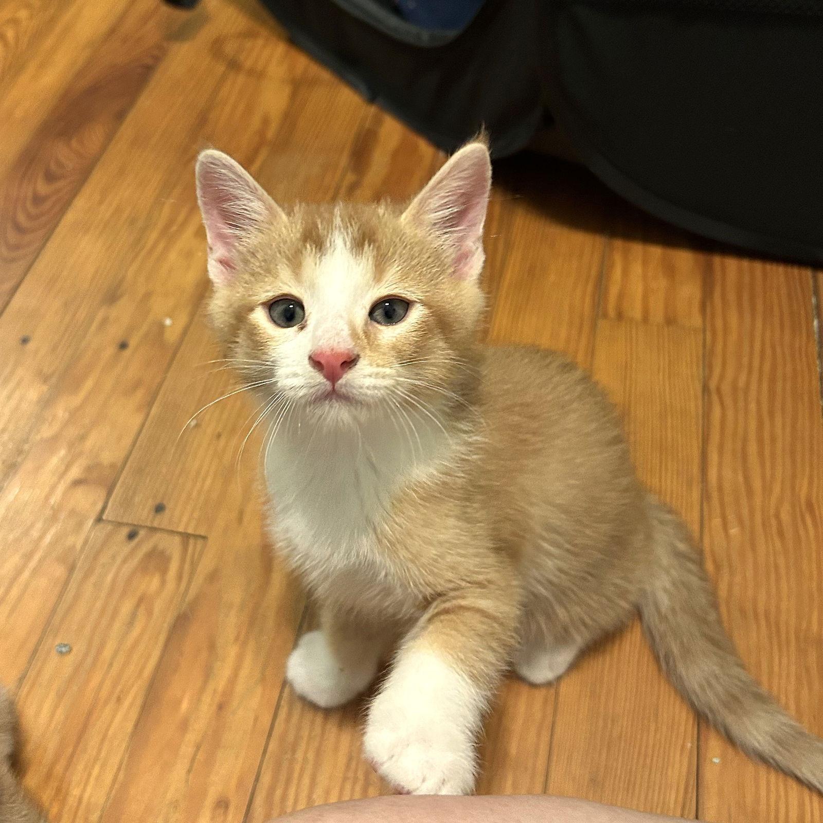 Prince Humperdinck aka Monkey, a Adoptable Domestic Short Hair in Ellicott City, MD image 1/3