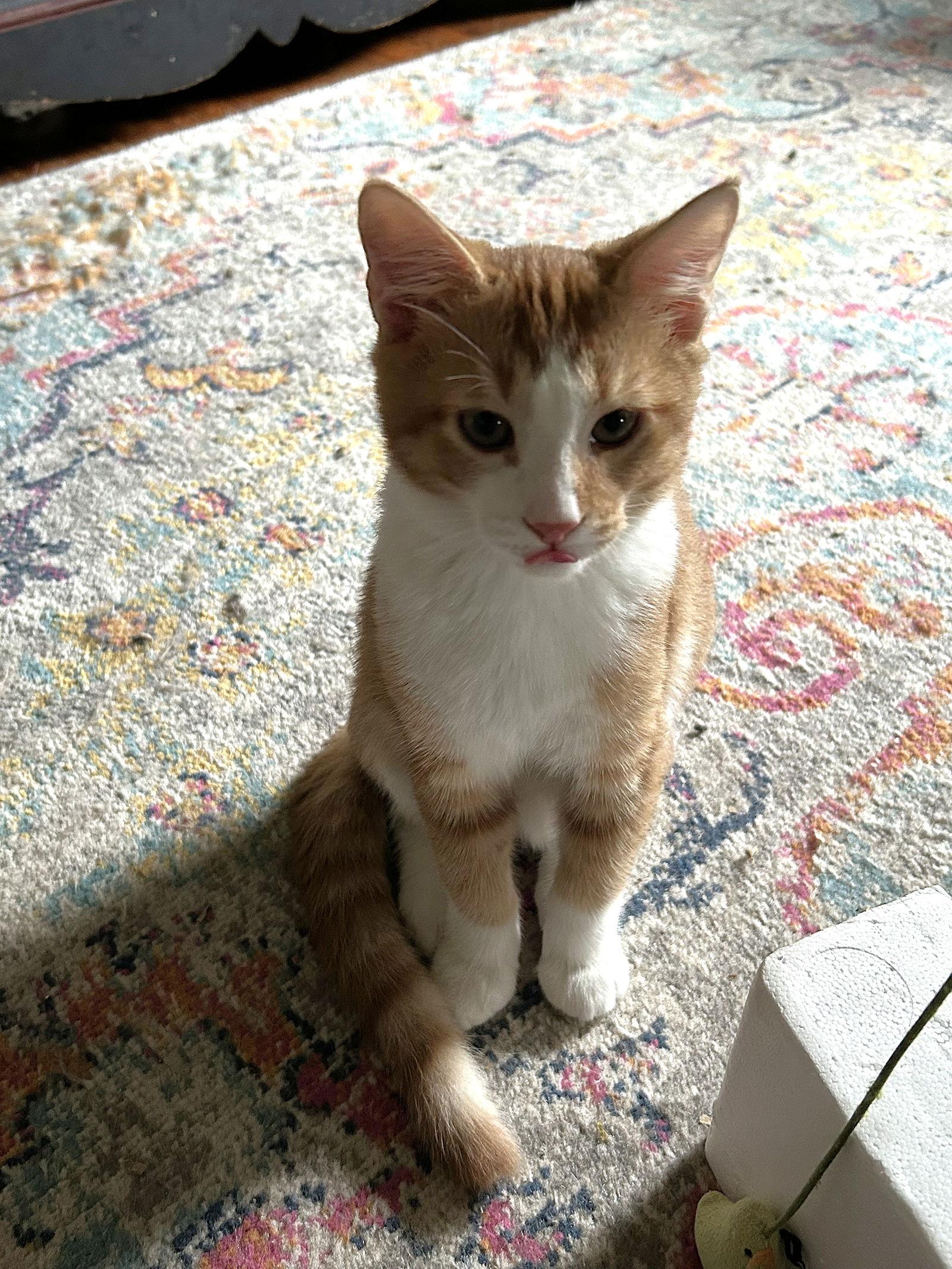 Prince Humperdinck aka Monkey, a Adoptable Domestic Short Hair in Ellicott City, MD image 2/3