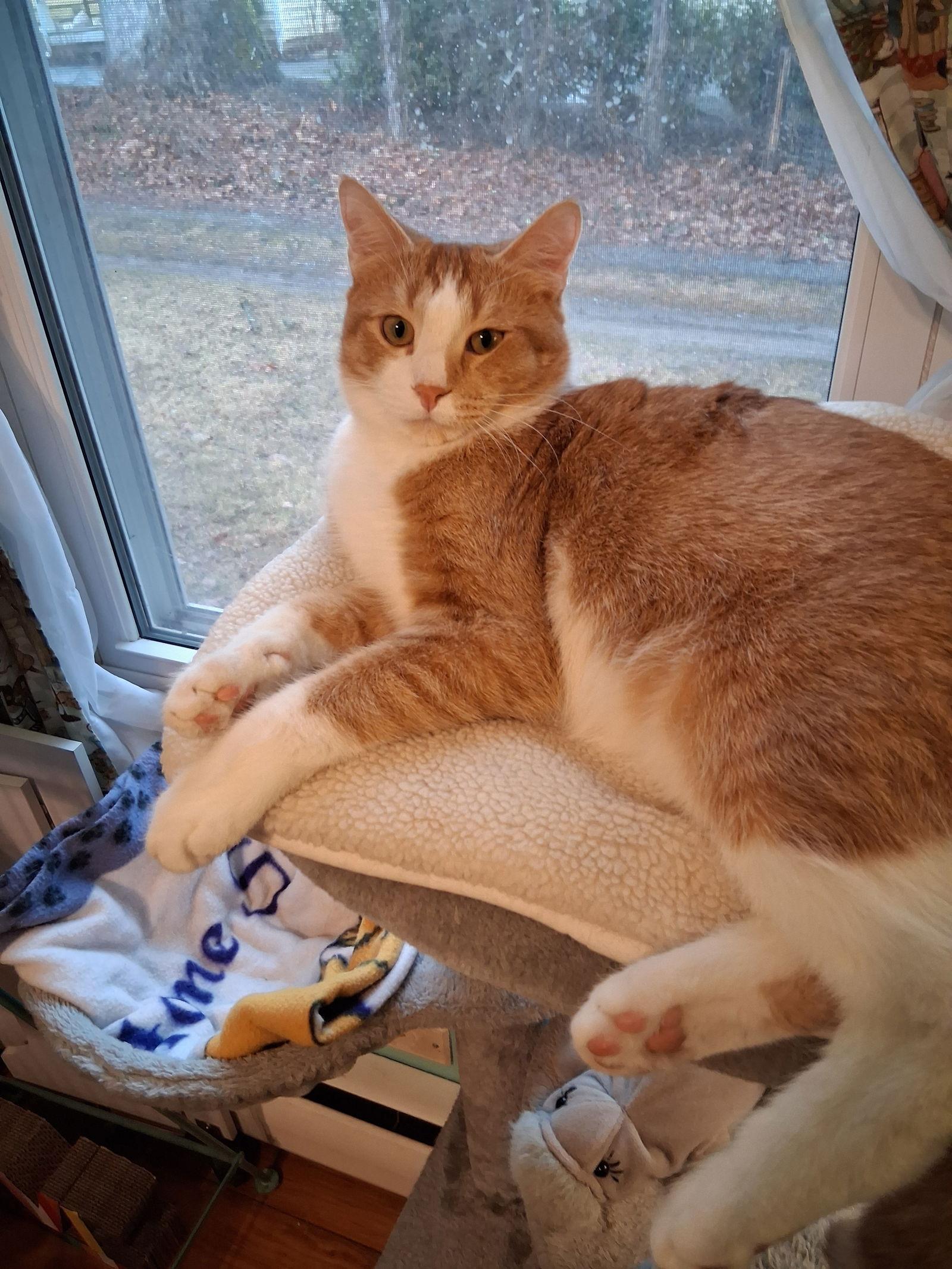 Enlarge Prince Humperdinck aka Monkey, a Adoptable Domestic Short Hair in Ellicott City, MD image 3/3