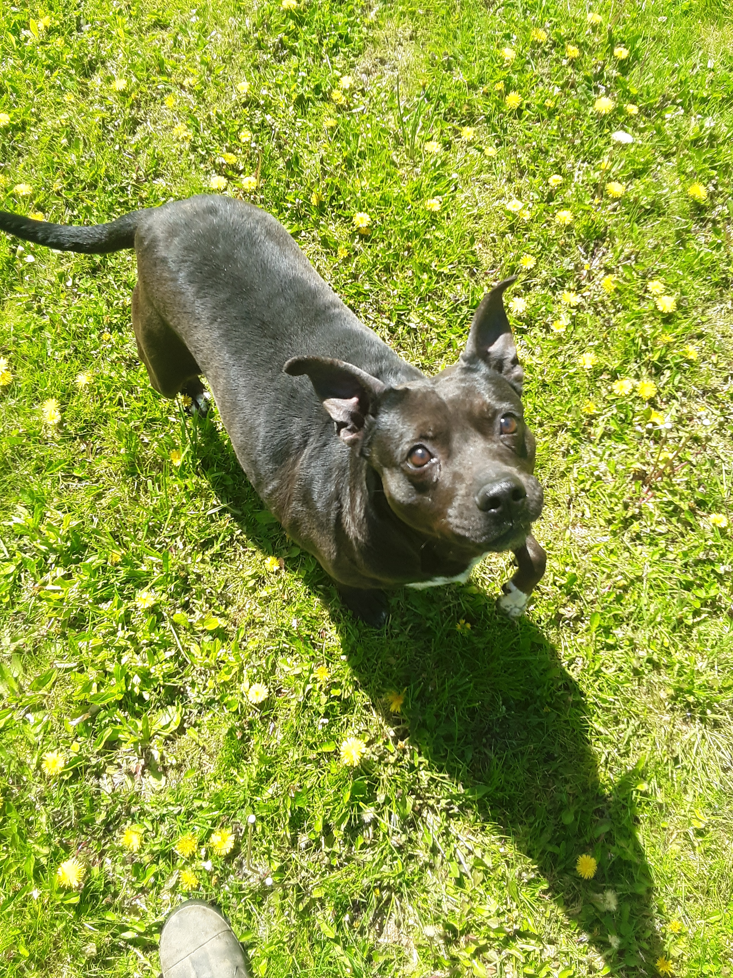 Lucy, an adoptable Pit Bull Terrier in Long Bottom, OH, 45743 | Photo Image 1