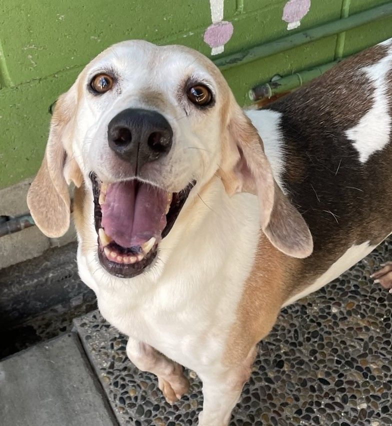 Rosie, Adoptable, Adult Female Treeing Walker Coonhound.