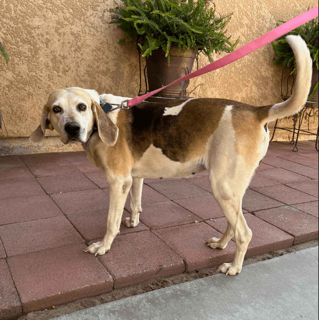 Enlarge Rosie, a Adoptable Treeing Walker Coonhound in Canoga Park, CA image 7/9