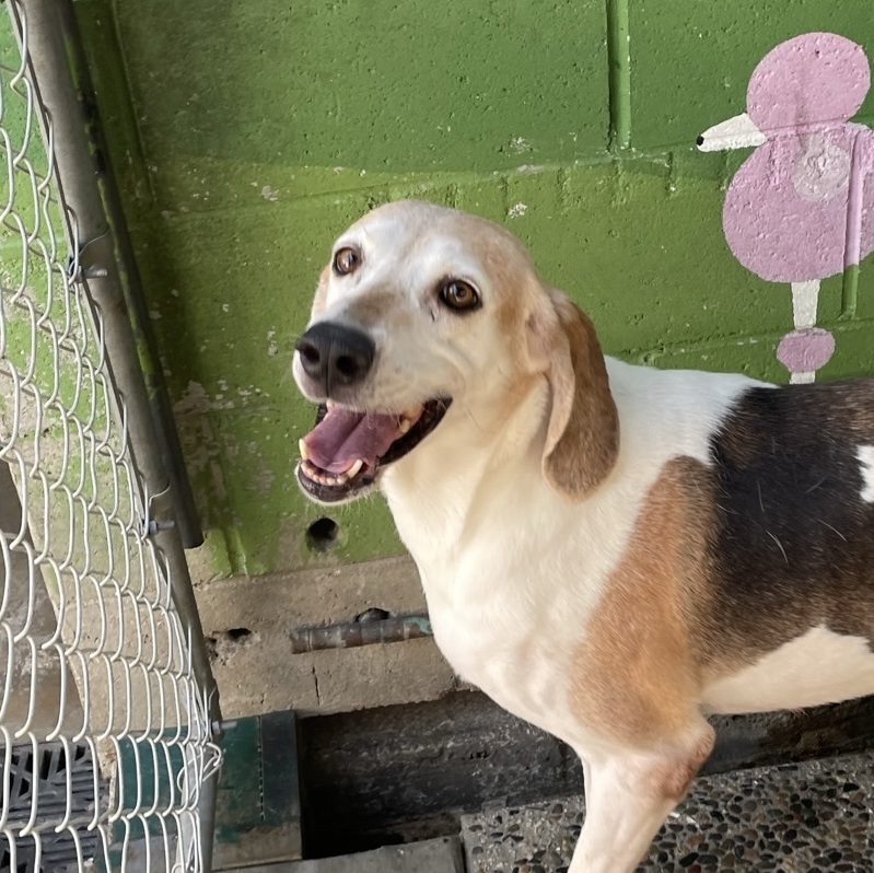 Rosie, a Adoptable Treeing Walker Coonhound in Canoga Park, CA image 6/9