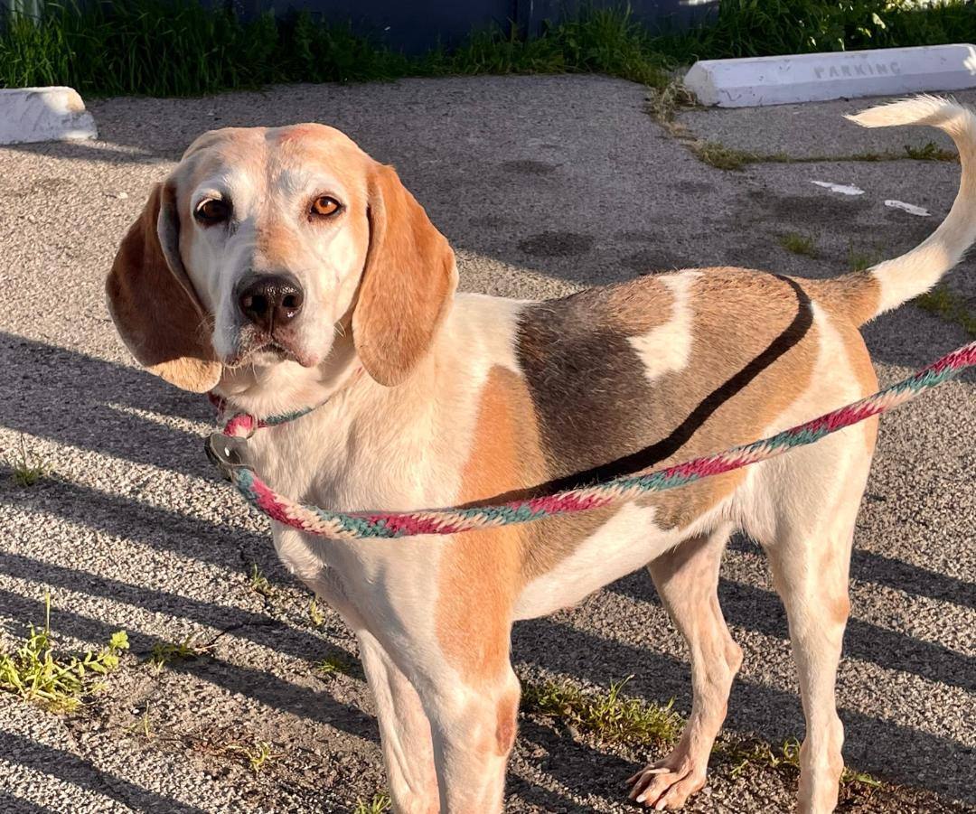 Enlarge Rosie, a Adoptable Treeing Walker Coonhound in Canoga Park, CA image 8/9