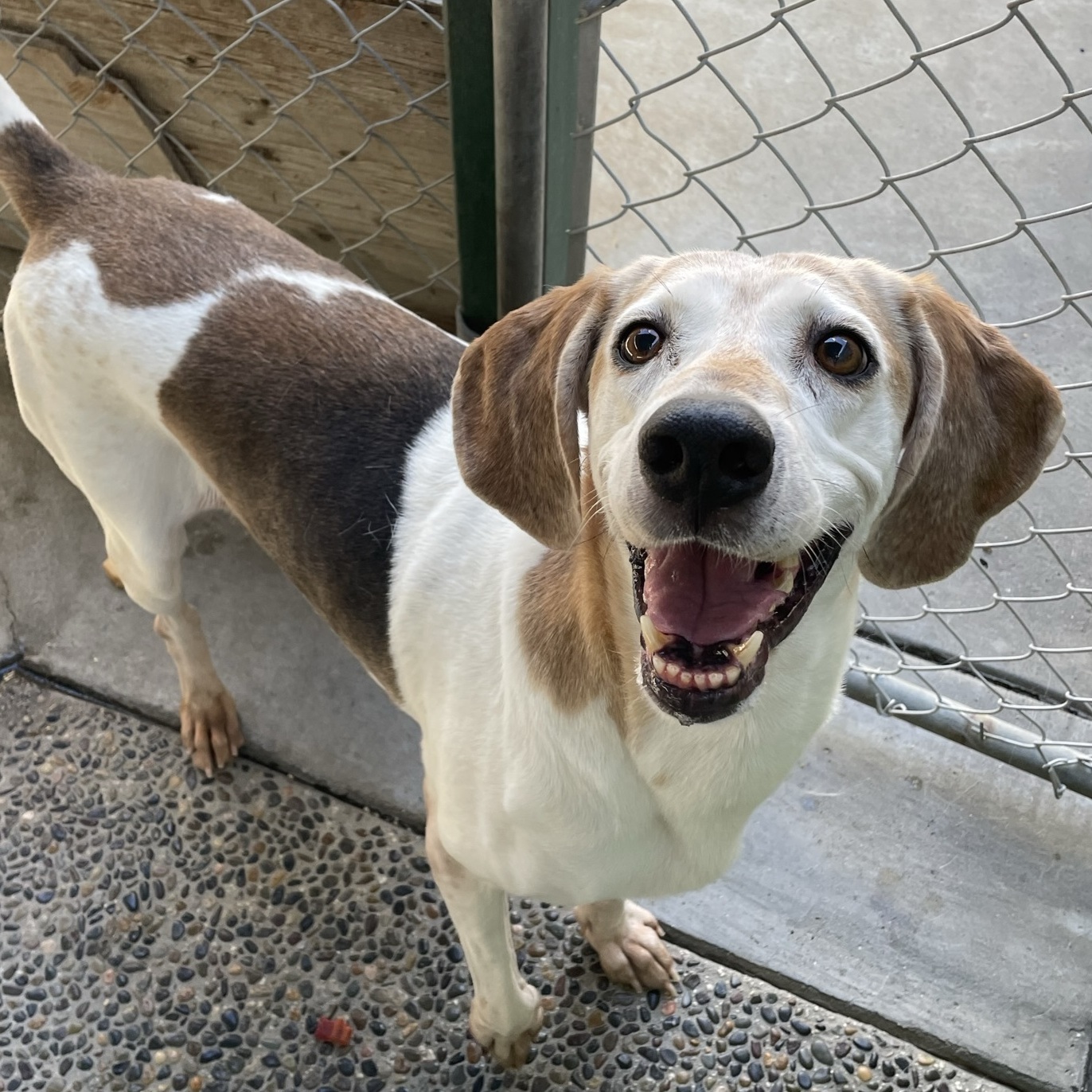 Enlarge Rosie, a Adoptable Treeing Walker Coonhound in Canoga Park, CA image 9/9