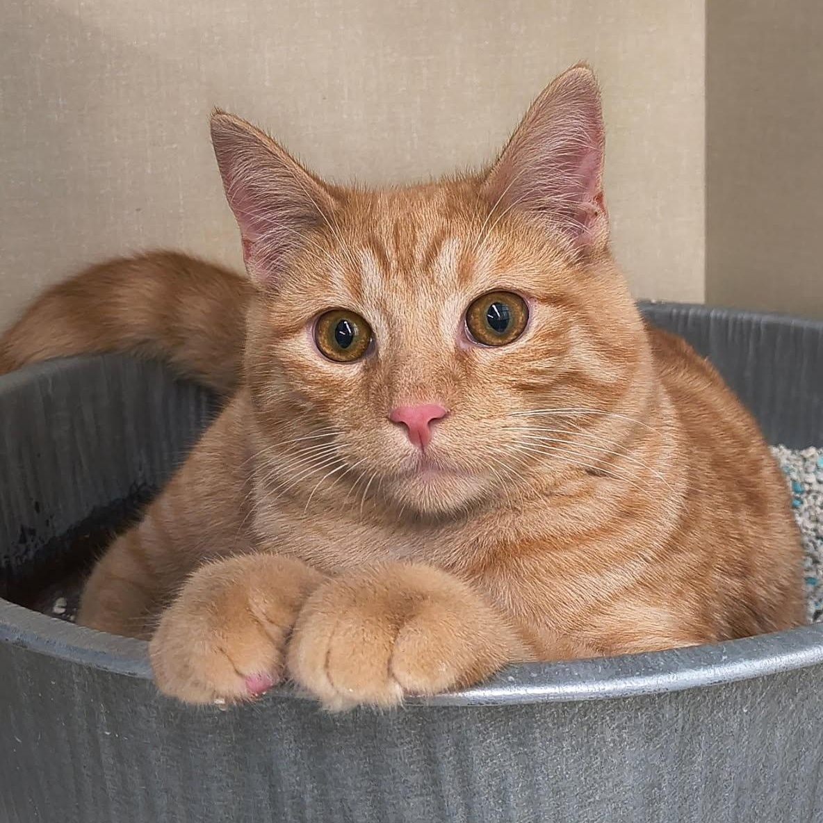 Joey, adopted, Kitten Male Domestic Short Hair.