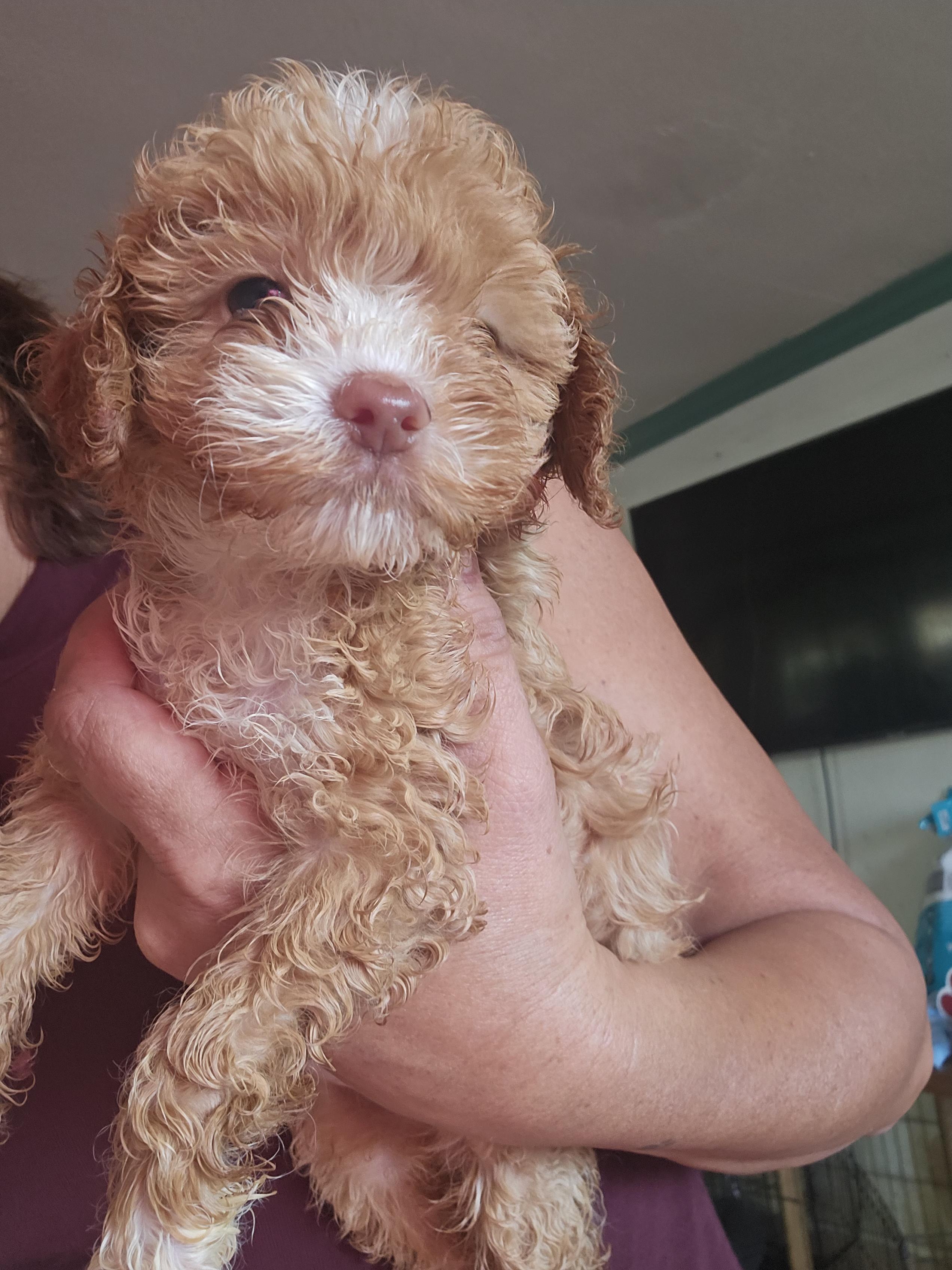 Ariah, adopted, Puppy Female Maltipoo.