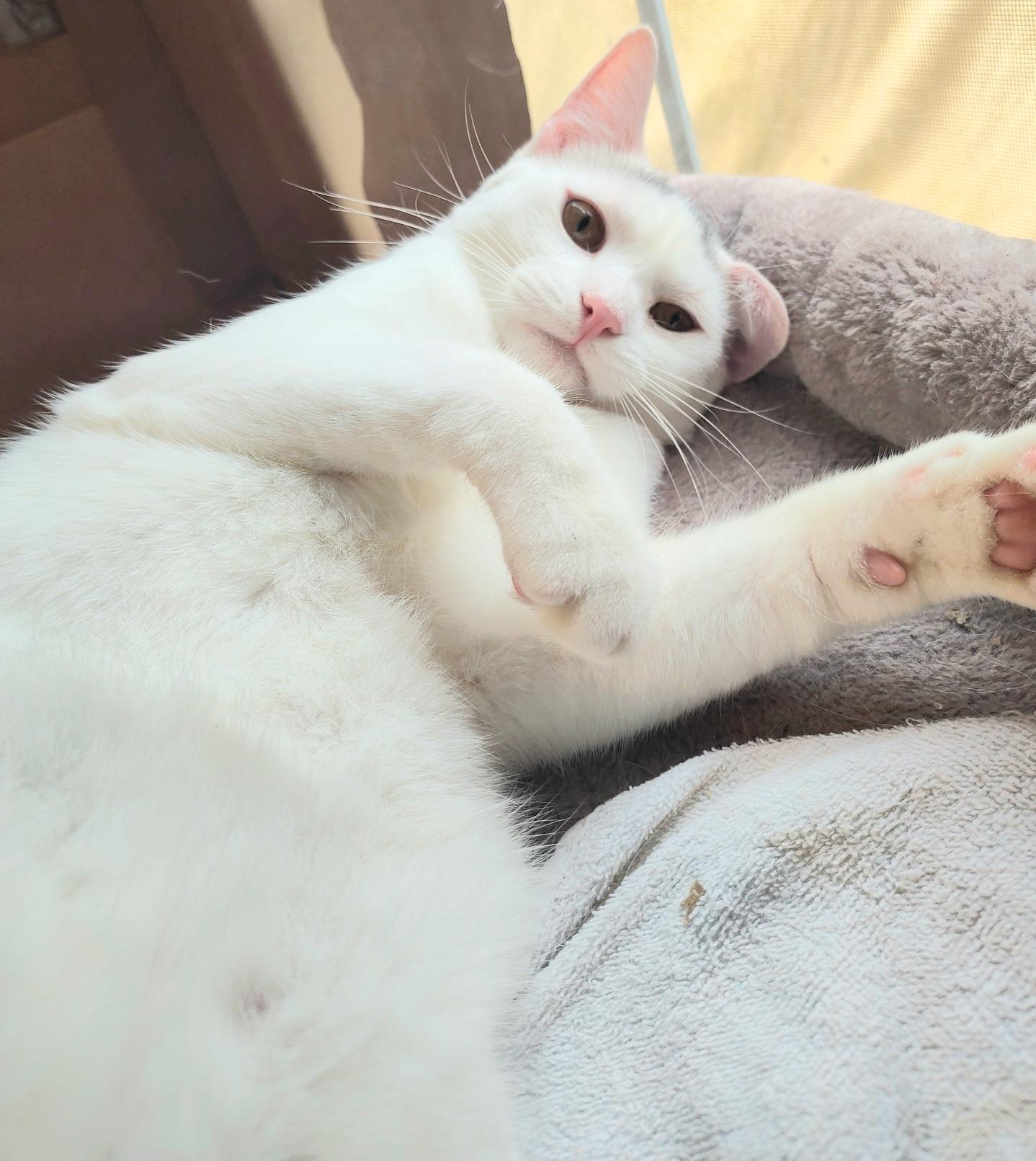 Misha and Luka, Adoptable, Young Male Domestic Short Hair.