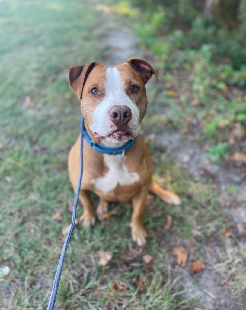 Ryda, Adoptable, Adult Male Pit Bull Terrier.