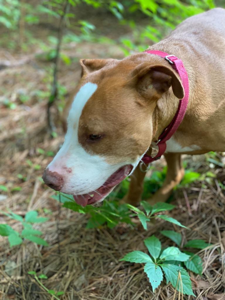 Ryda, a Adoptable Pit Bull Terrier in Berlin, MD image 2/6