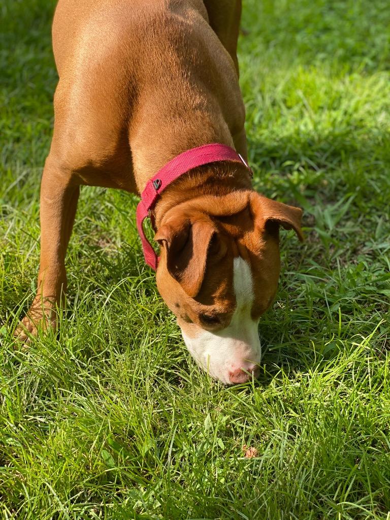 Ryda, a Adoptable Pit Bull Terrier in Berlin, MD image 4/6
