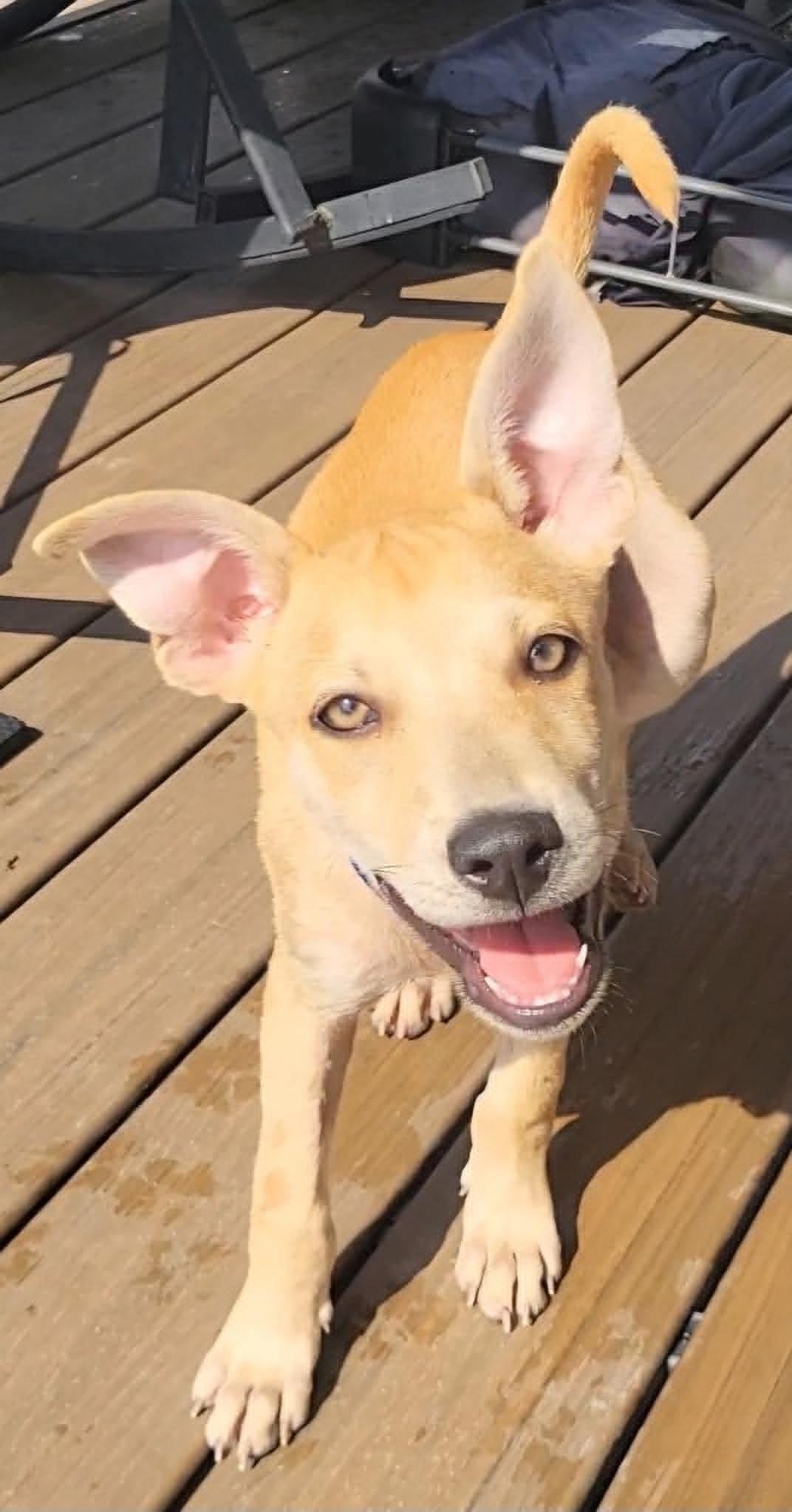 Enlarge Fito, a ADOPTABLE mixed breed in Sunderland, MD image 2/6
