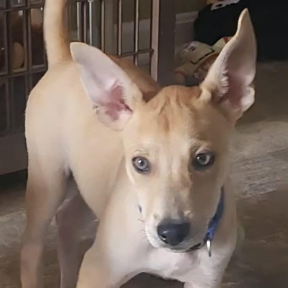 Enlarge Fito, a ADOPTABLE mixed breed in Sunderland, MD image 4/6