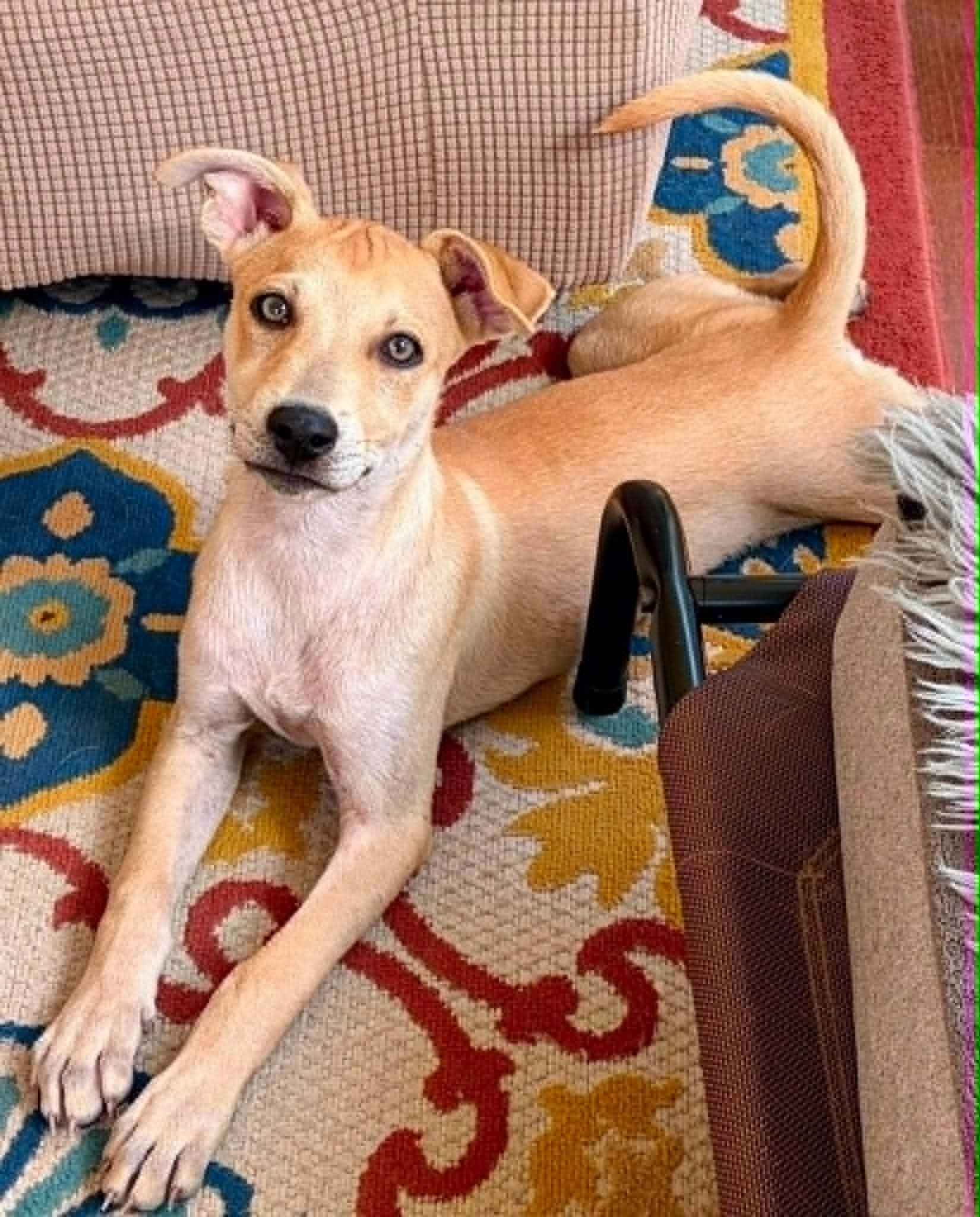 Enlarge Fito, a ADOPTABLE mixed breed in Sunderland, MD image 1/6