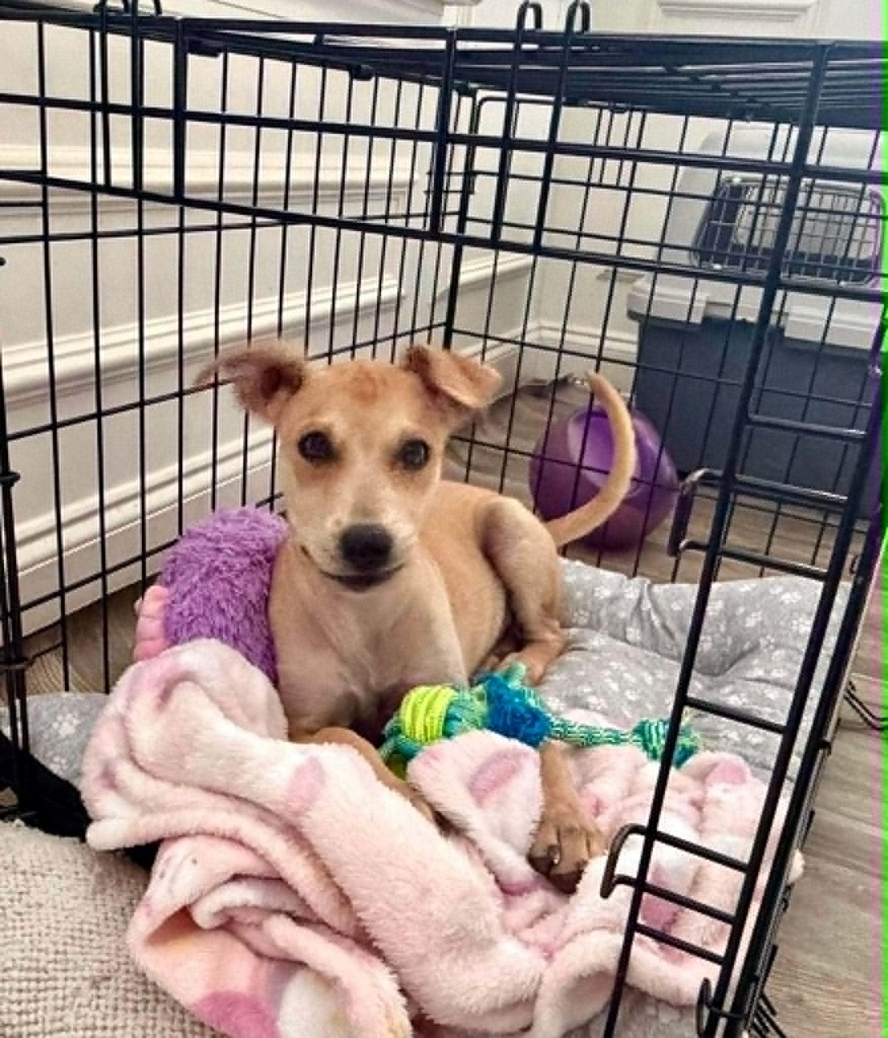 Enlarge Fito, a ADOPTABLE mixed breed in Sunderland, MD image 6/6
