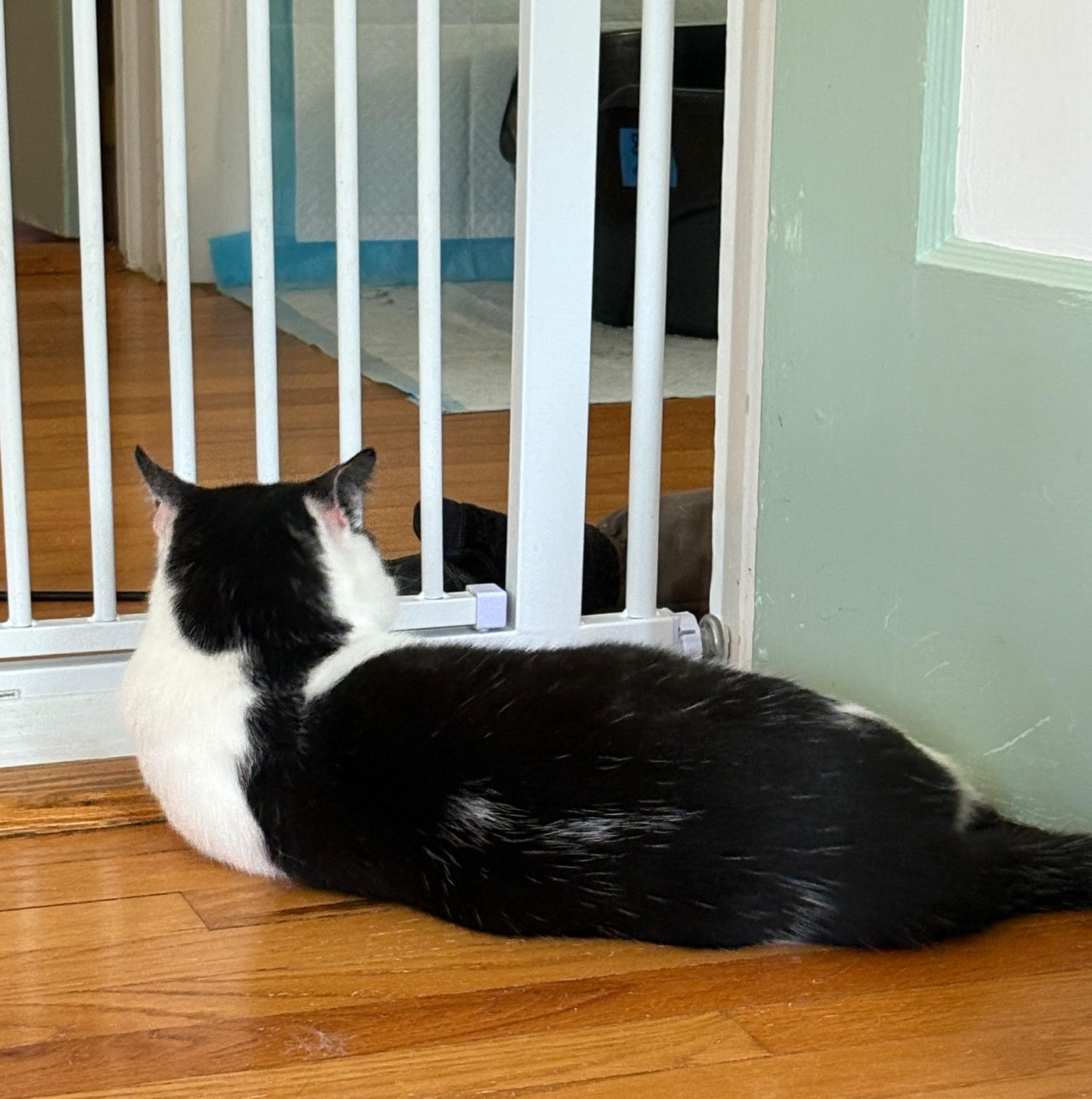 Enlarge Cetan, a Adoptable Domestic Short Hair in Albany, NY image 5/6
