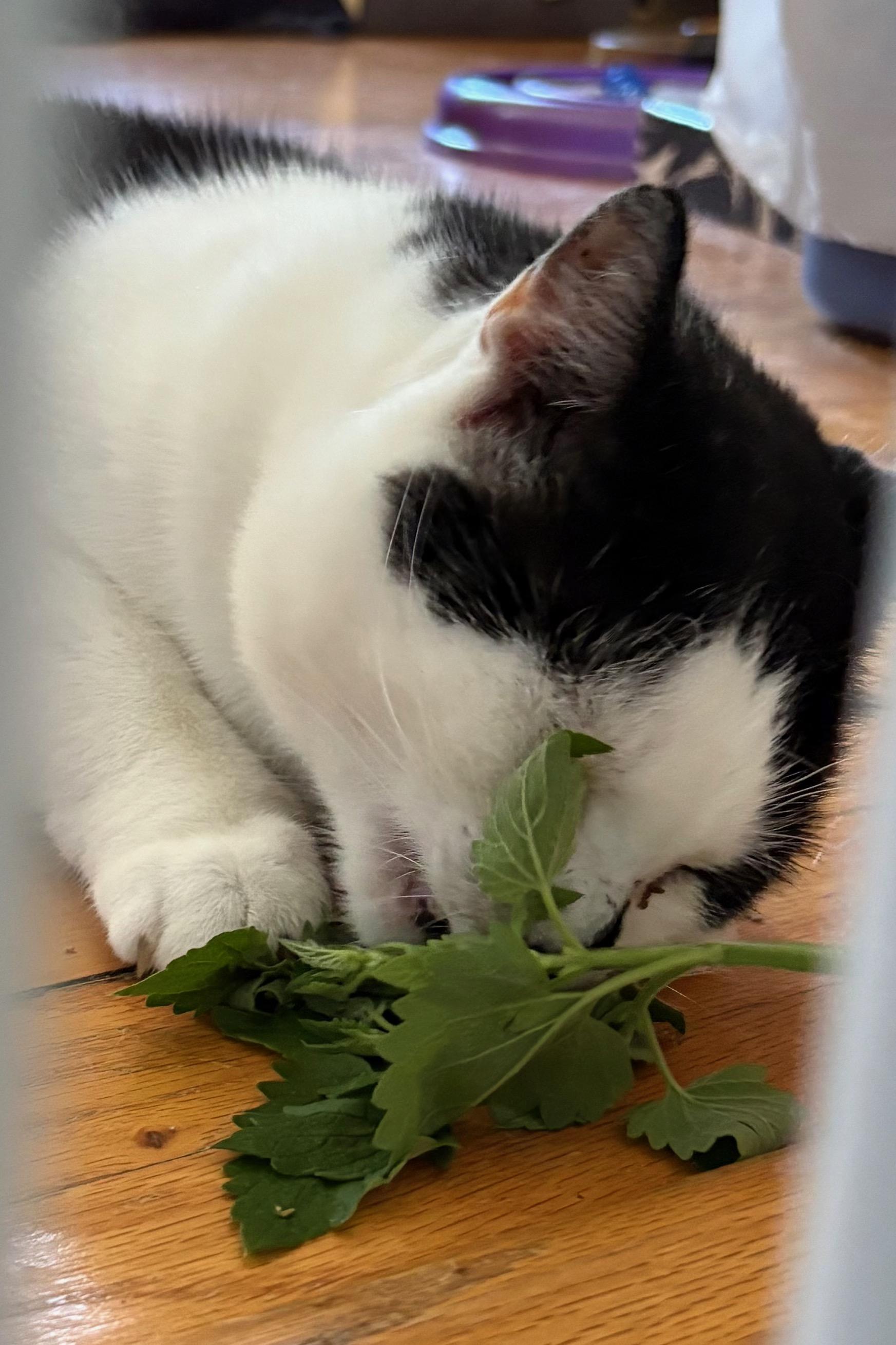 Enlarge Cetan, a Adoptable Domestic Short Hair in Albany, NY image 2/6