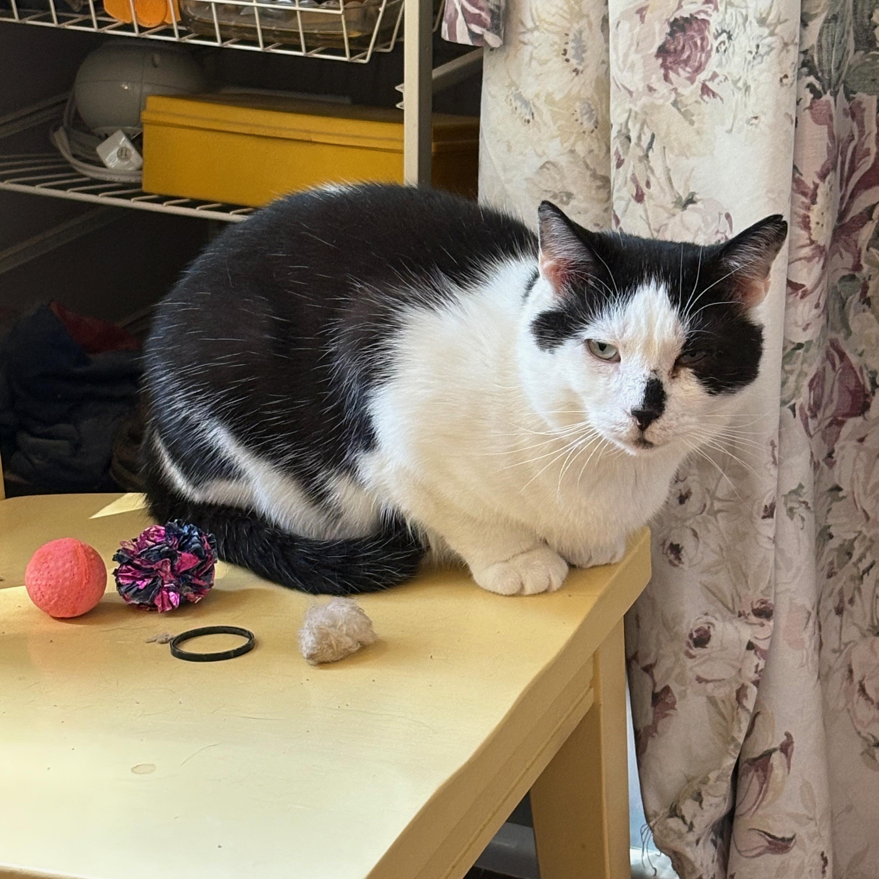 Enlarge Cetan, a Adoptable Domestic Short Hair in Albany, NY image 3/6
