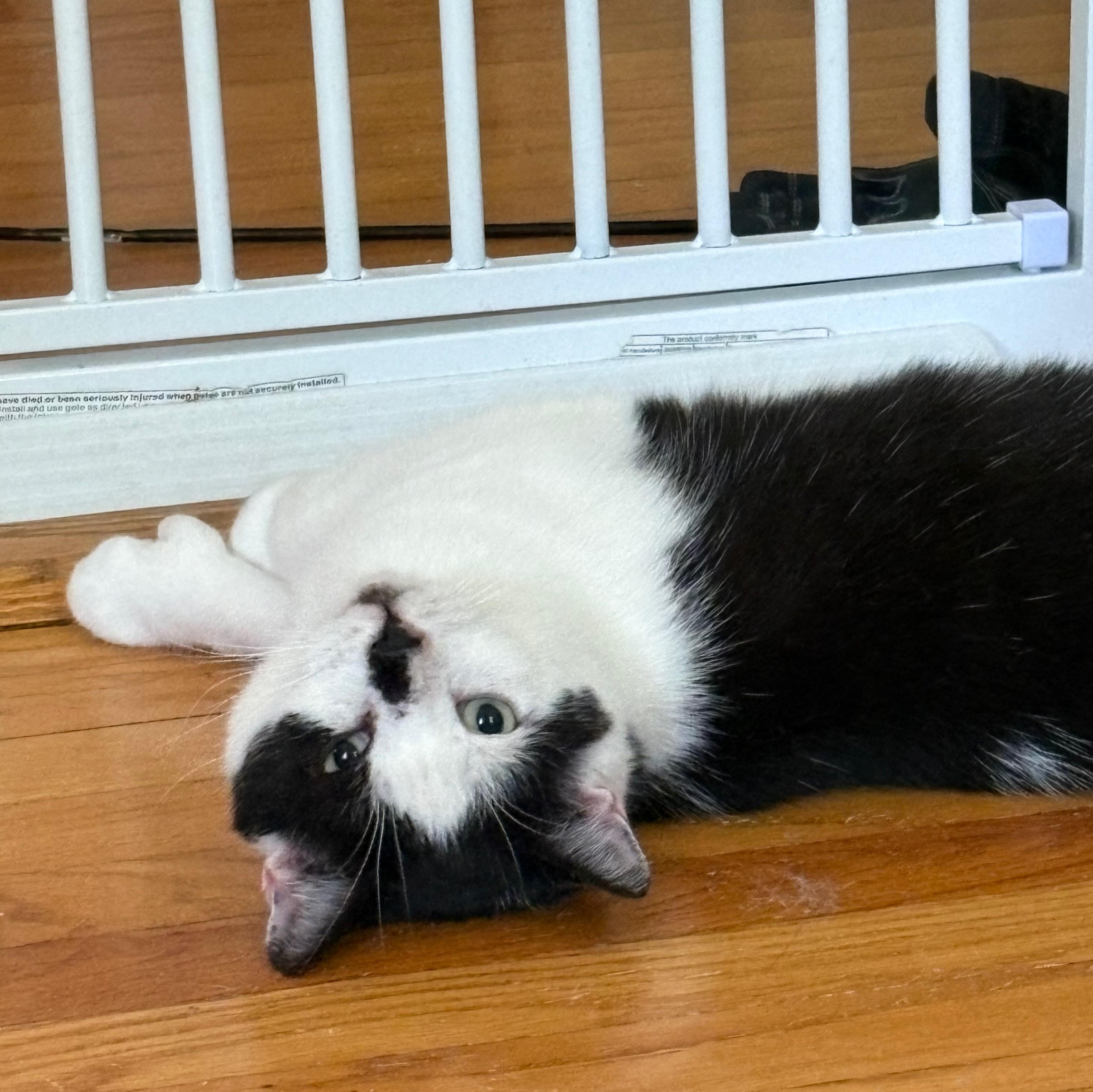 Enlarge Cetan, a Adoptable Domestic Short Hair in Albany, NY image 1/6