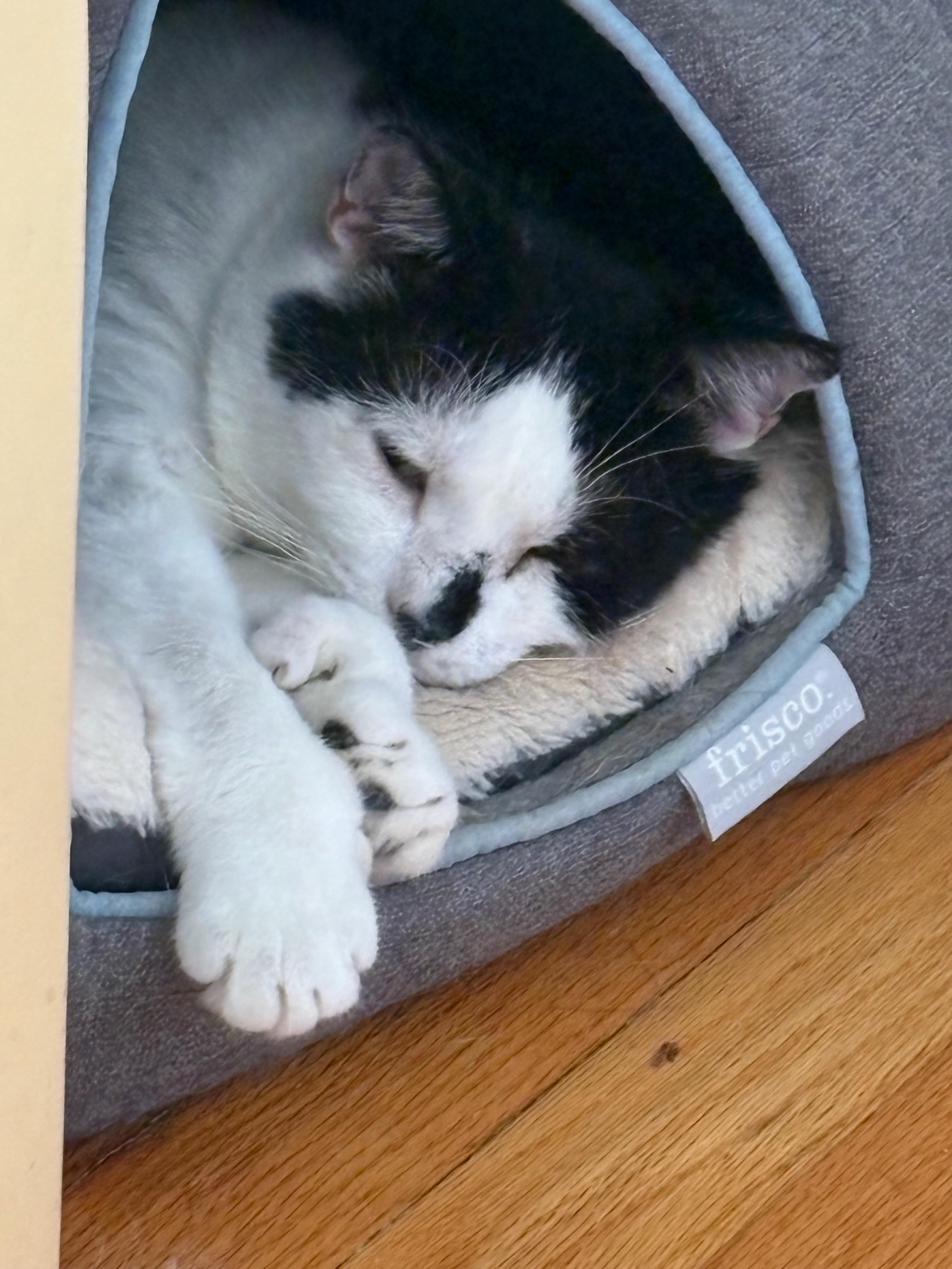 Enlarge Cetan, a Adoptable Domestic Short Hair in Albany, NY image 4/6