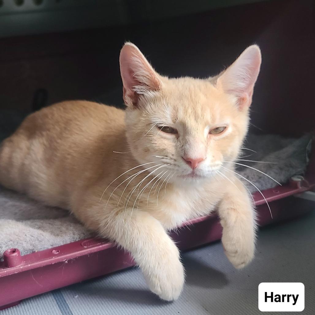 Enlarge Harry (William St Kitten 1), a Adoptable American Shorthair in Westport, CT image 1/3