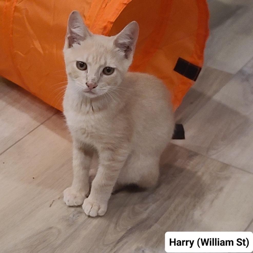 Enlarge Harry (William St Kitten 1), a Adoptable American Shorthair in Westport, CT image 2/3