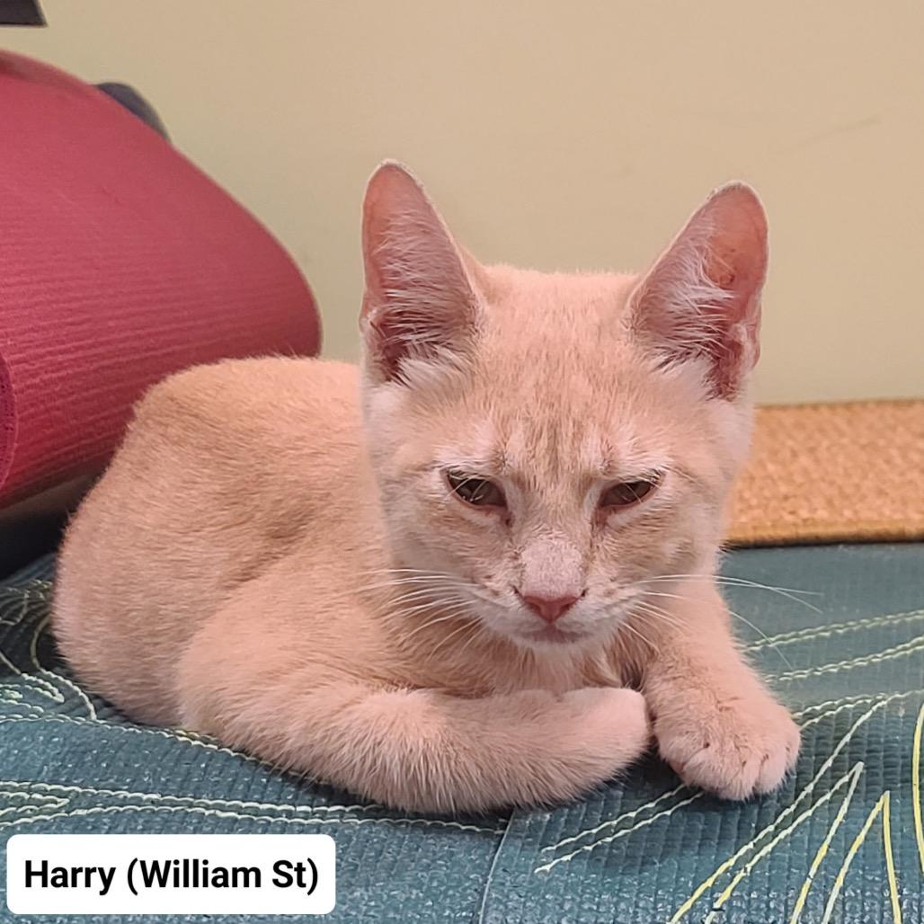 Enlarge Harry (William St Kitten 1), a Adoptable American Shorthair in Westport, CT image 3/3