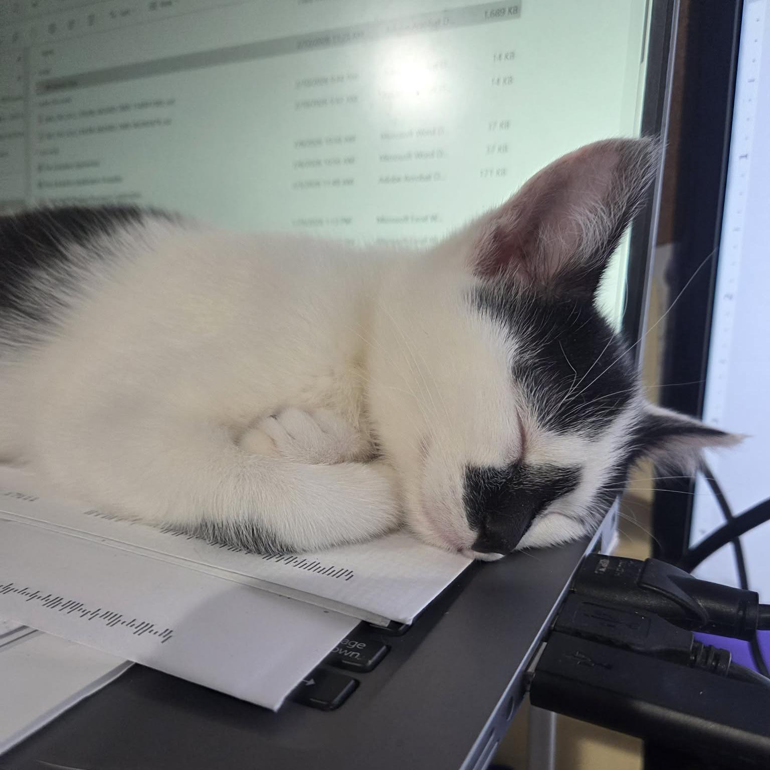 Enlarge Mittens - Adoption pending, an adopted Domestic Short Hair in Harrisburg, PA image 2/6