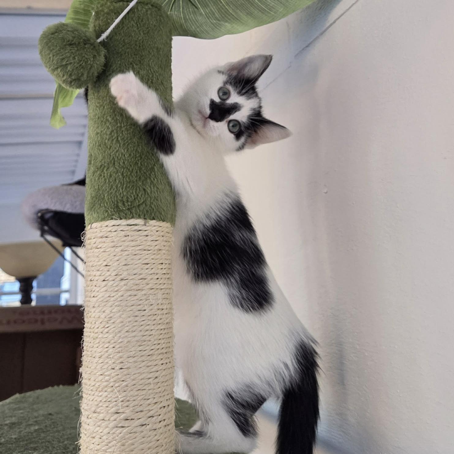 Enlarge Mittens - Adoption pending, an adopted Domestic Short Hair in Harrisburg, PA image 4/6