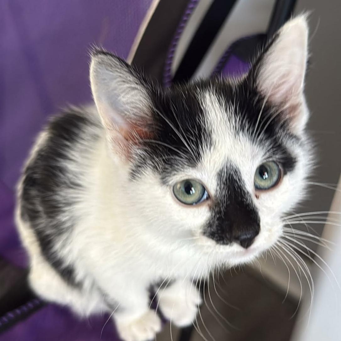 Mittens - Adoption pending, adopted, Kitten Female Domestic Short Hair.