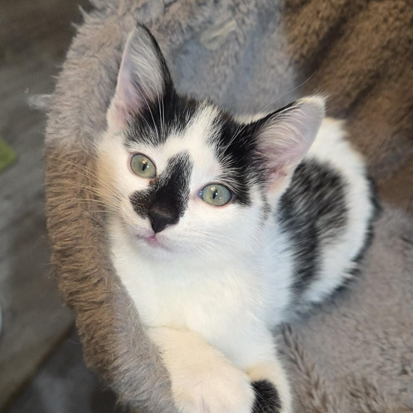 Enlarge Mittens - Adoption pending, an adopted Domestic Short Hair in Harrisburg, PA image 6/6