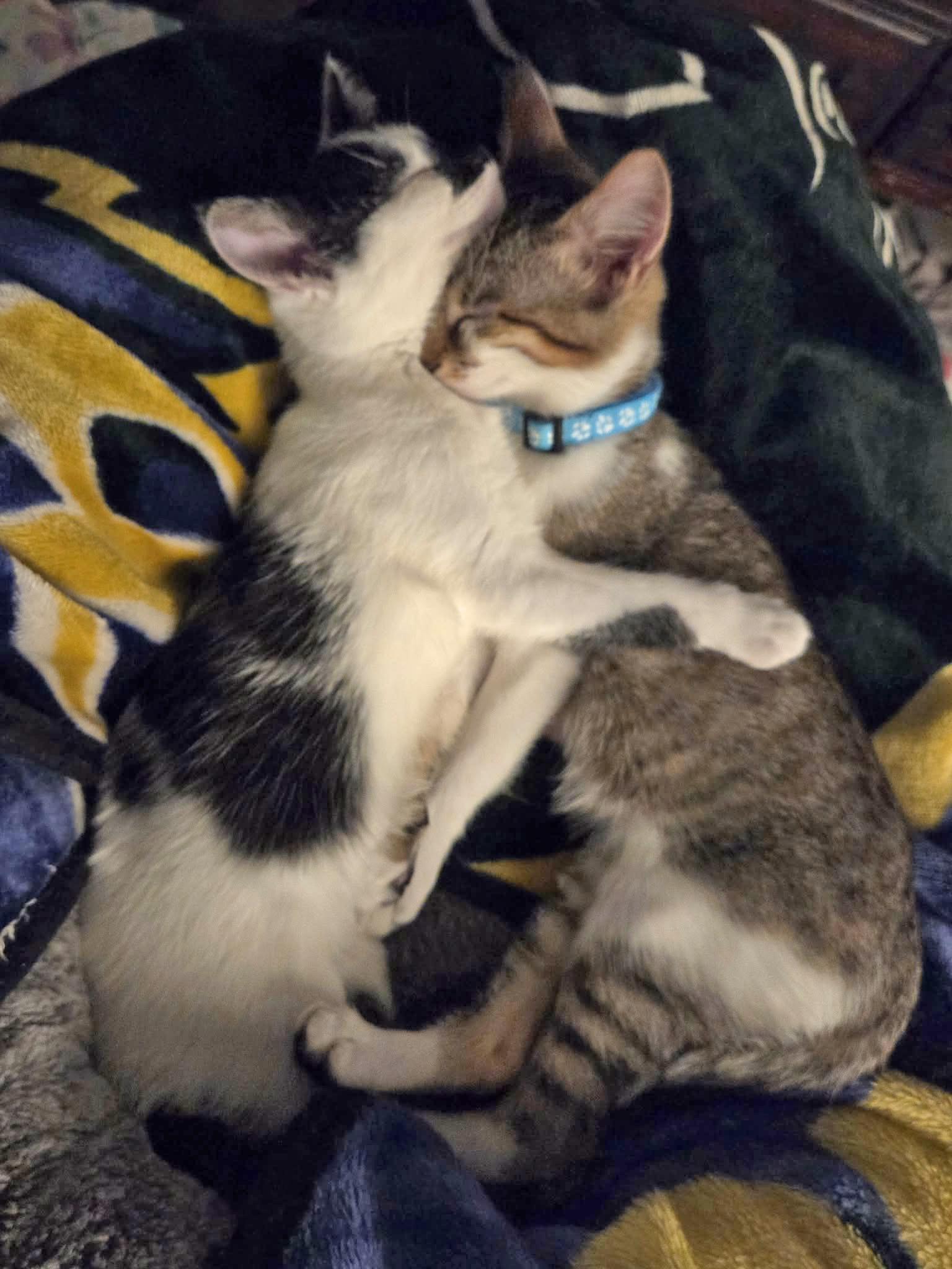 Enlarge Mittens - Adoption pending, an adopted Domestic Short Hair in Harrisburg, PA image 3/6