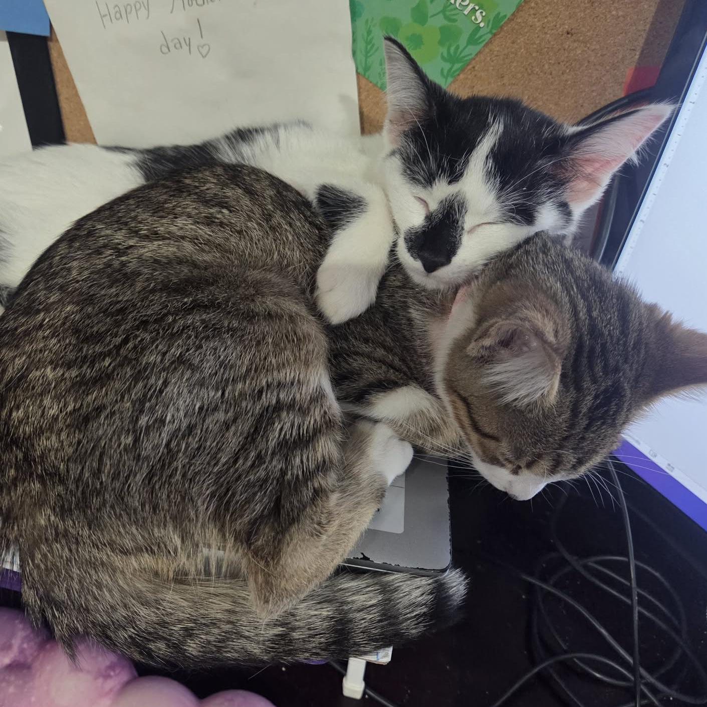 Enlarge Mittens - Adoption pending, an adopted Domestic Short Hair in Harrisburg, PA image 5/6