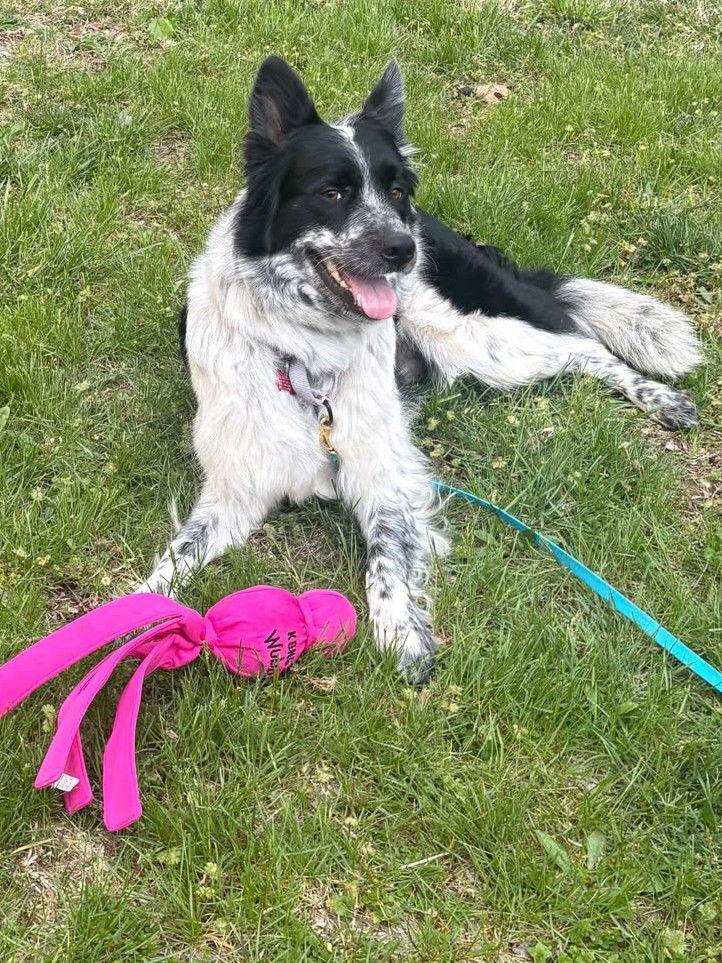 Enlarge Blizzard, a Adopted mixed breed in Kansas City, MO image 1/3