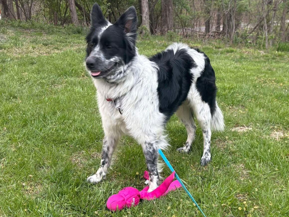 Enlarge Blizzard, a Adopted mixed breed in Kansas City, MO image 2/3
