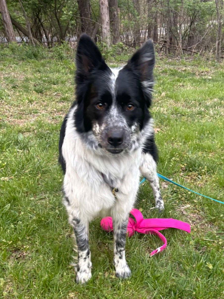 Enlarge Blizzard, a Adopted mixed breed in Kansas City, MO image 3/3