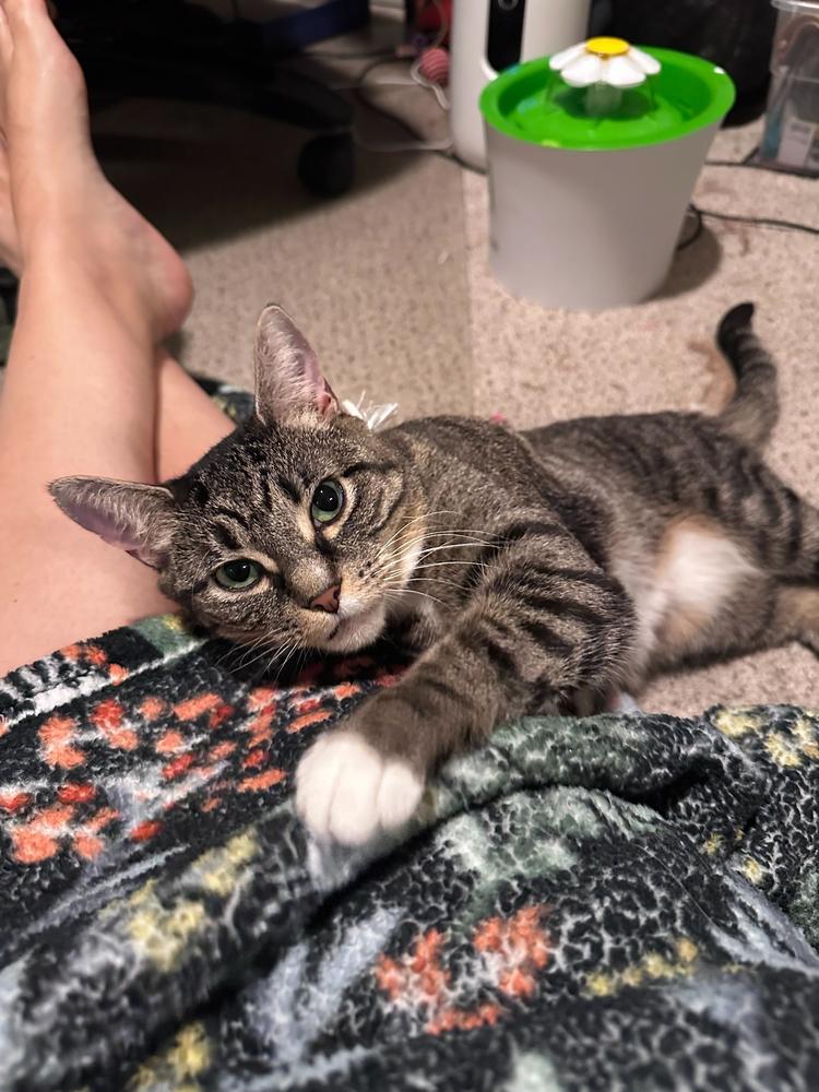 Boo, Adoptable, Young Female Domestic Short Hair.