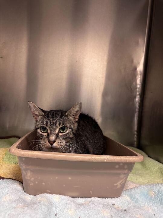 Boo, Adoptable, Young Female Domestic Short Hair.