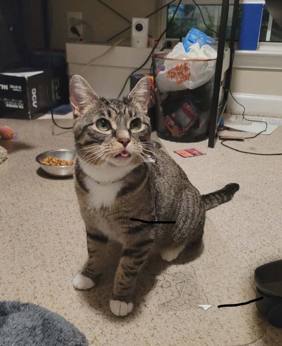Enlarge Boo, a Adoptable Domestic Short Hair in Marietta, GA image 2/6