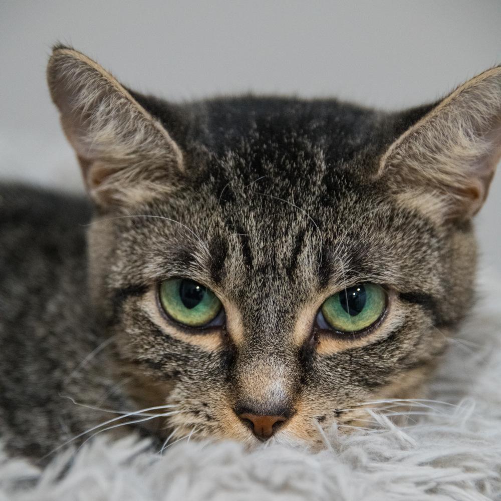 Enlarge Boo, a Adoptable Domestic Short Hair in Marietta, GA image 2/5