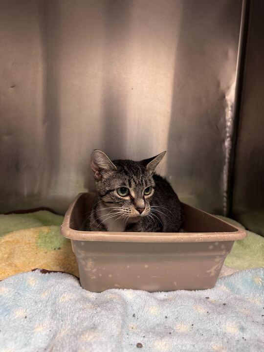 Enlarge Boo, a Adoptable Domestic Short Hair in Marietta, GA image 3/5