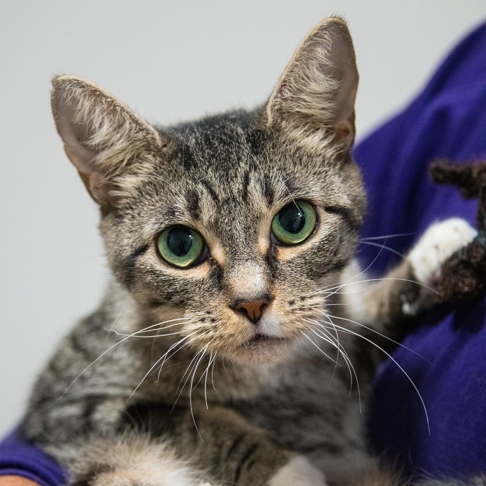 Enlarge Boo, a Adoptable Domestic Short Hair in Marietta, GA image 4/5