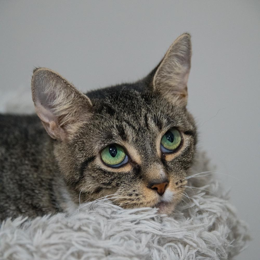 Enlarge Boo, a Adoptable Domestic Short Hair in Marietta, GA image 5/5