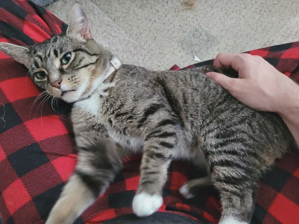Enlarge Boo, a Adoptable Domestic Short Hair in Marietta, GA image 6/6