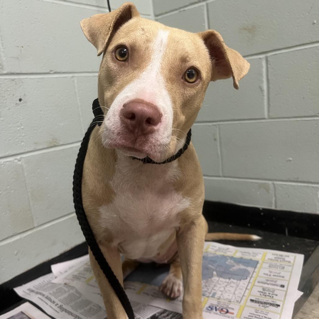 Sipsy, Adoptable, Young Female Mixed Breed.