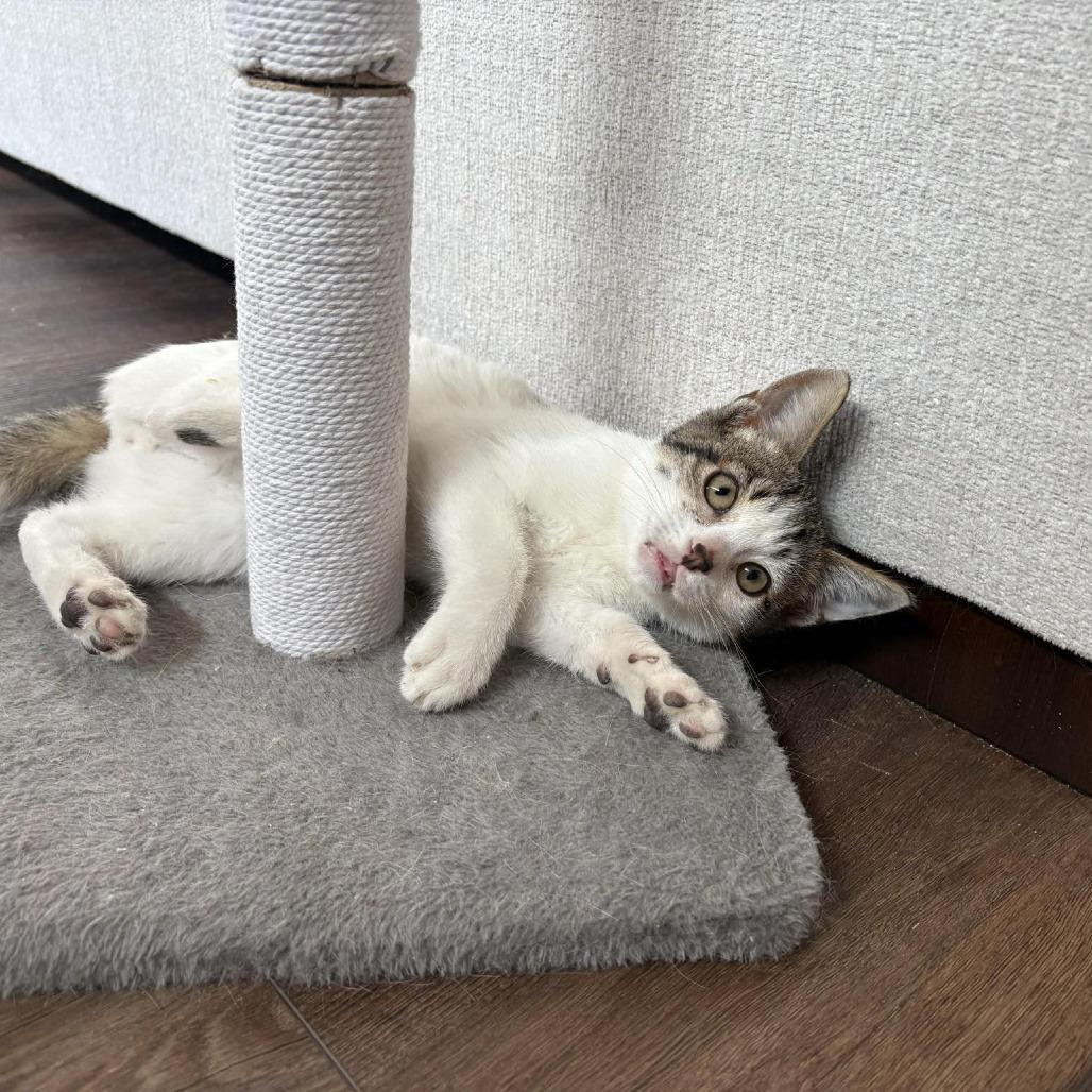 Potato, Adoptable, Kitten Male Domestic Short Hair.