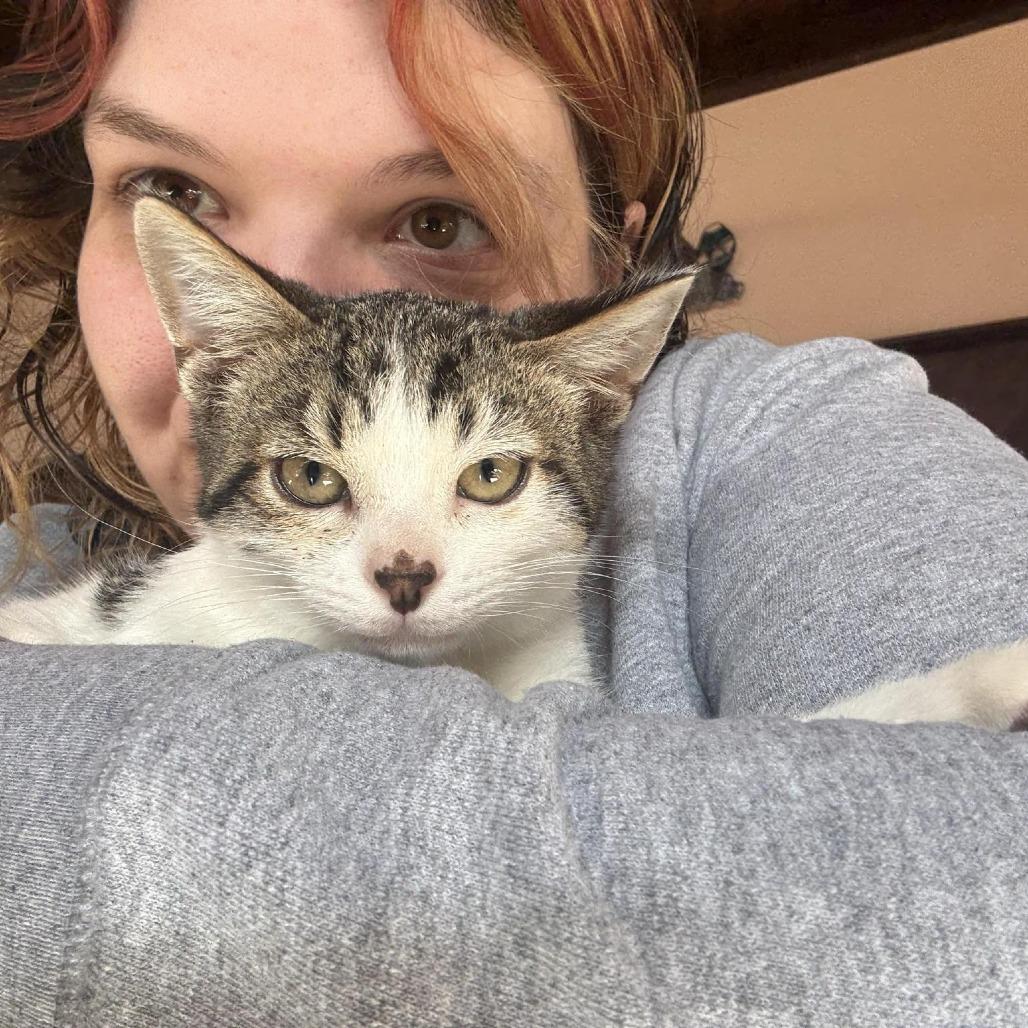 Enlarge Potato, a Adoptable Domestic Short Hair in Las Cruces, NM image 3/6