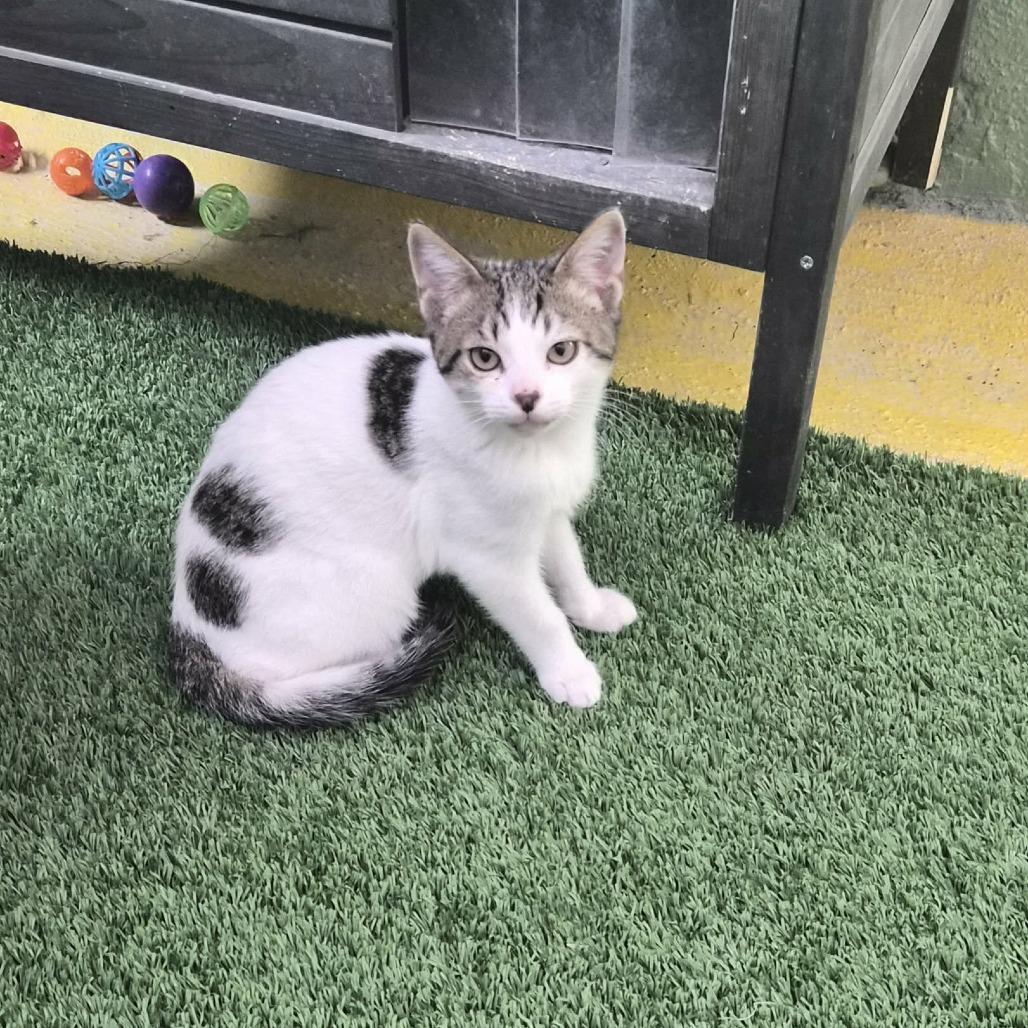 Enlarge Potato, a Adoptable Domestic Short Hair in Las Cruces, NM image 4/6